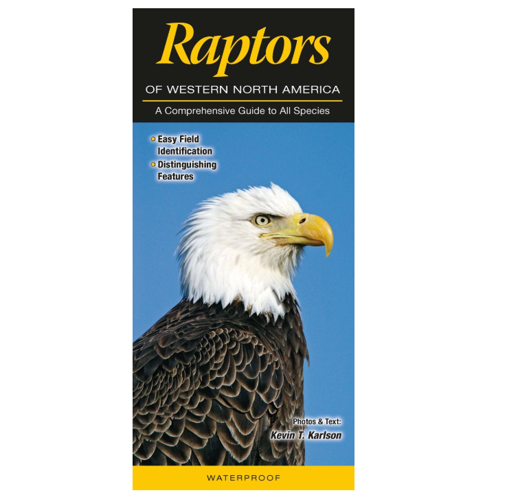 Uk Raptors Guide Raptors of Western North America Guide | Yellowstone Forever